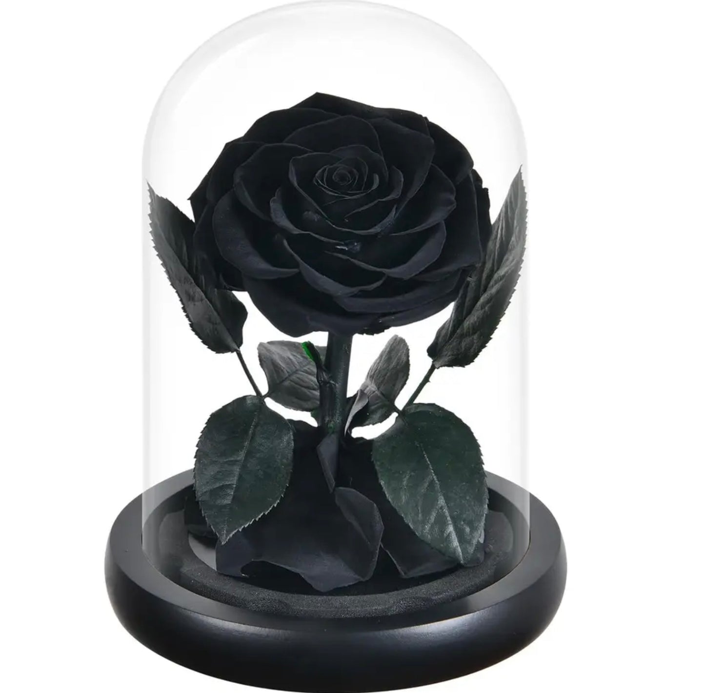 Trandafir criogenat în cupolă de sticlă negru