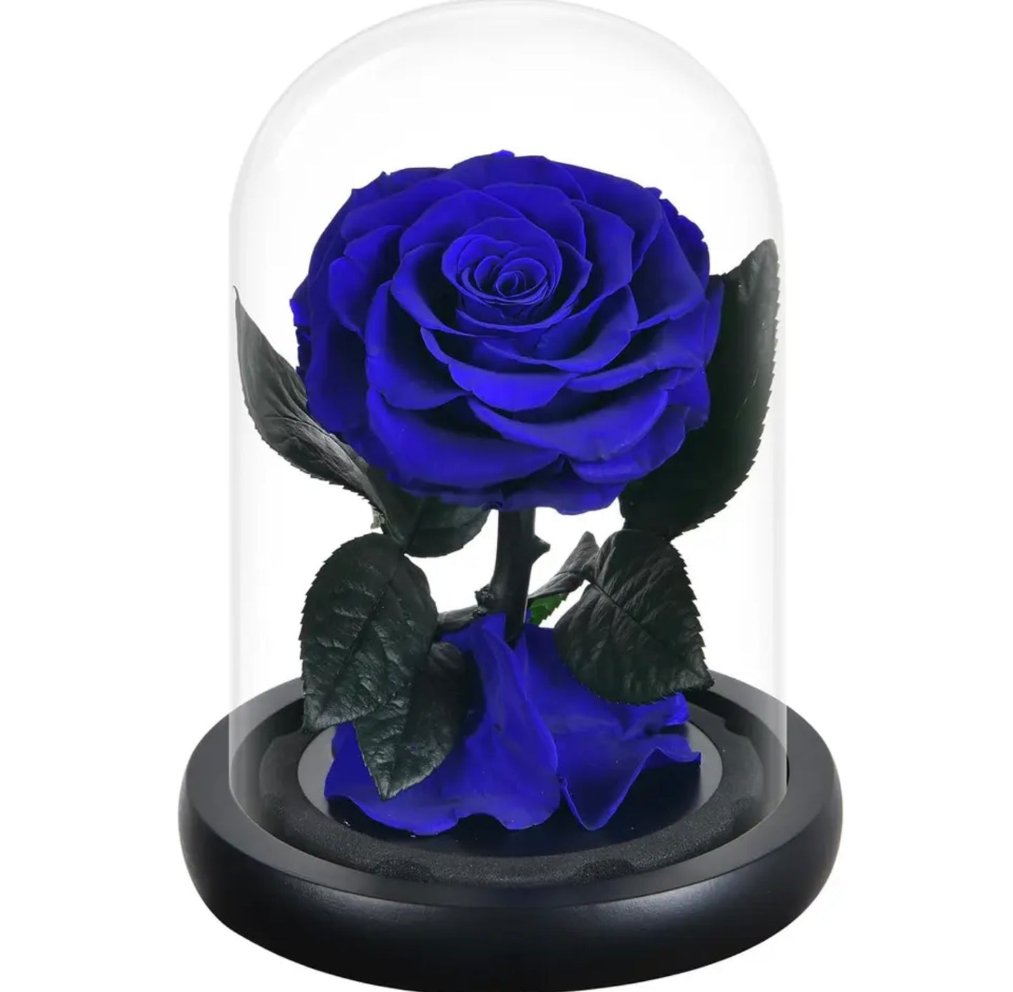 Trandafir criogenat în cupolă de sticlă albastru închis