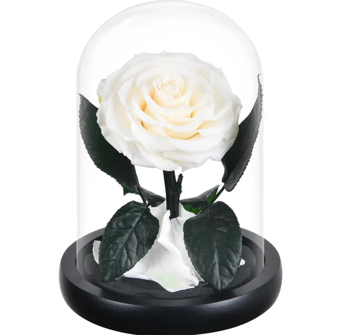 Trandafir criogenat în cupolă de sticlă alb
