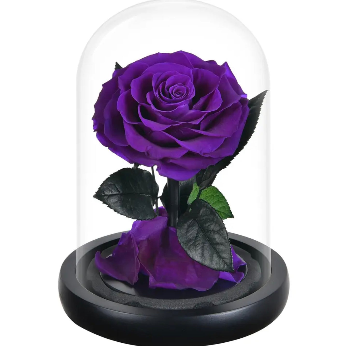Trandafir criogenat în cupolă de sticlă violet