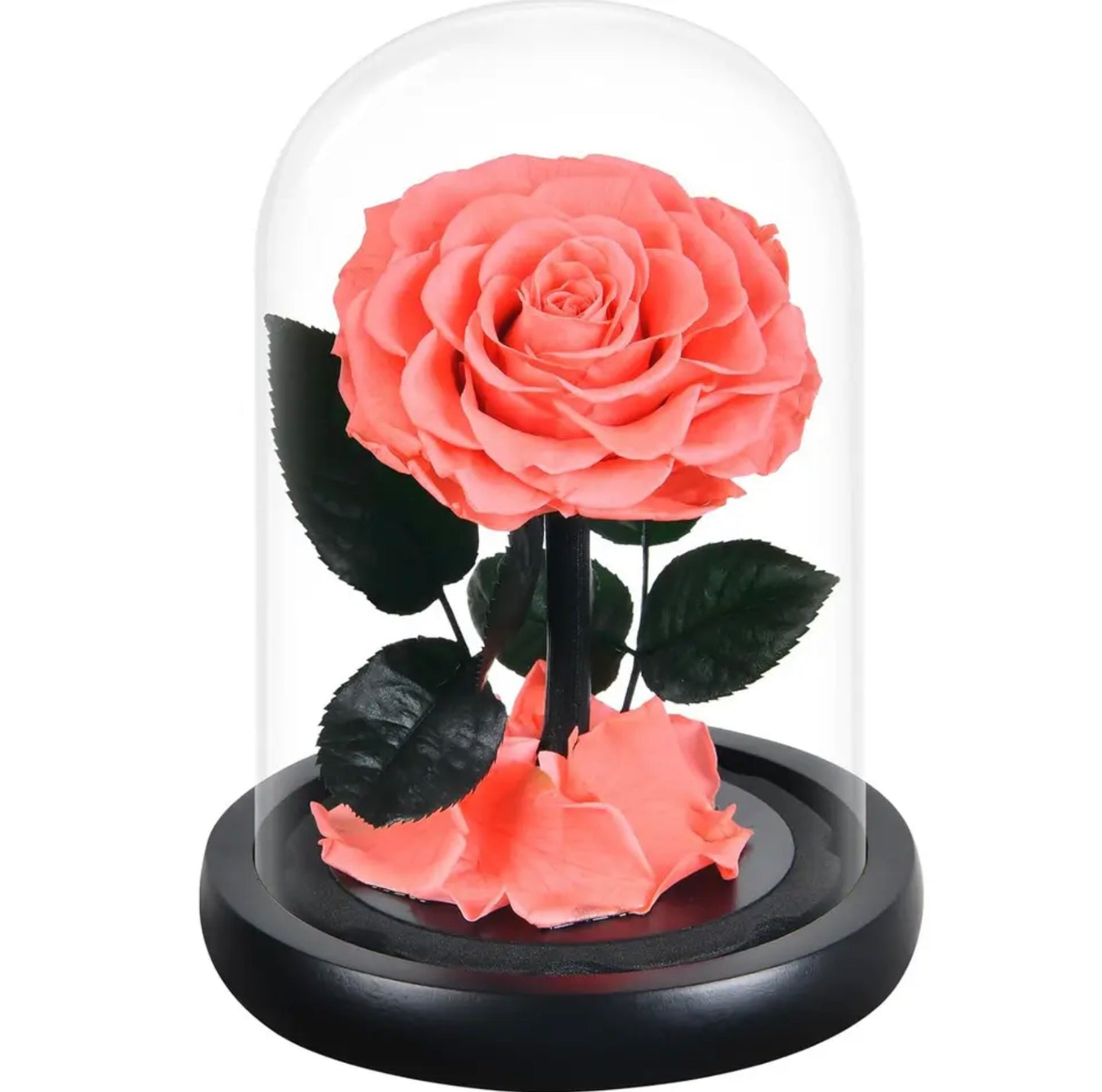Trandafir criogenat în cupolă de sticlă roz