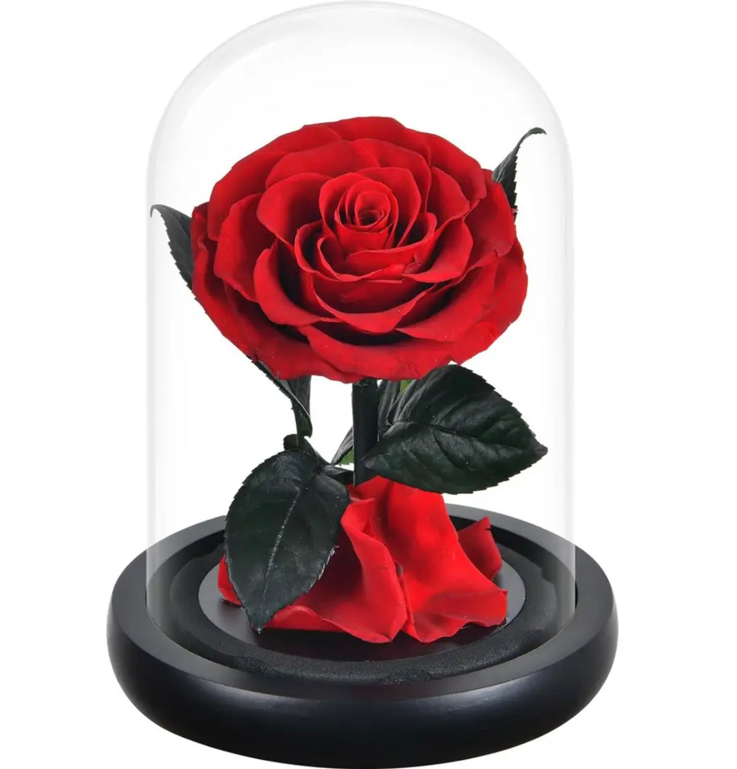 Trandafir criogenat în cupolă de sticlă roșu
