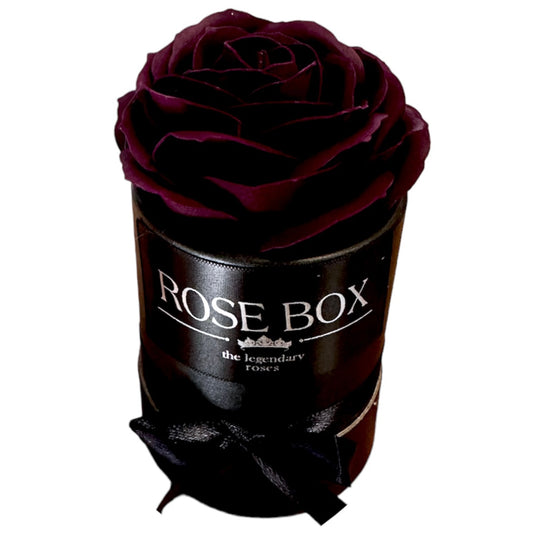 Trandafir mare mov închis în cutie neagră